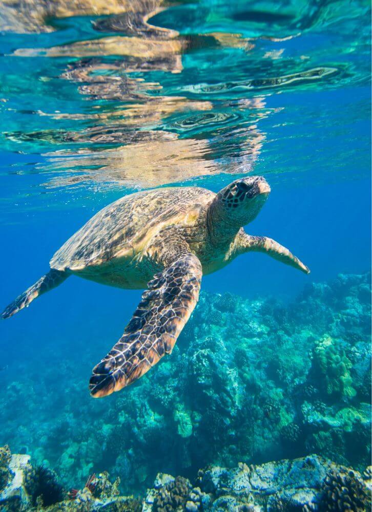 Caraïbes. JVO Voyages votre agence de voyages en groupe par excellence, organise des excursions. Faune marine.