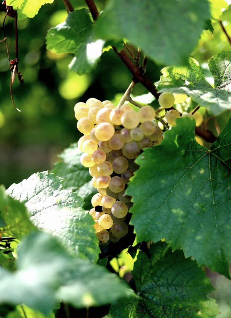 Grappe raisin d'Alsace. JVO Voyage, votre agence de voyages en groupe par excellence, organise des excursions. en Alsace.
