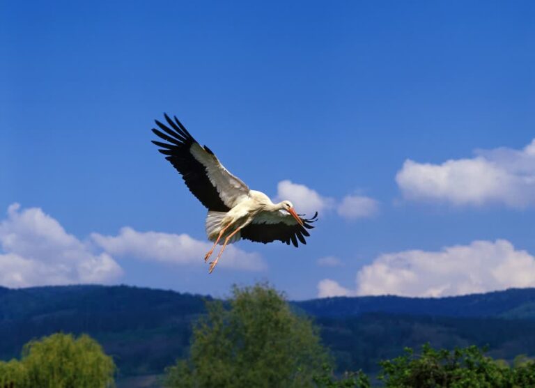 JVO Voyage, votre agence de voyages en groupe par excellence, organise des excursions en Alsace.
