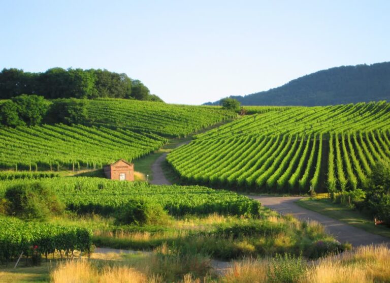 JVO Voyage, votre agence de voyages en groupe par excellence, organise des excursions en Alsace. Vignes