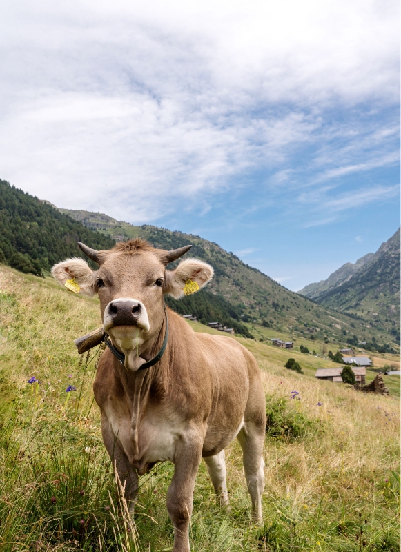 JVO Voyages votre agence de voyages en groupe par excellence, organise des excursions Au cœur des montagnes. Paysages d'Andorre.
