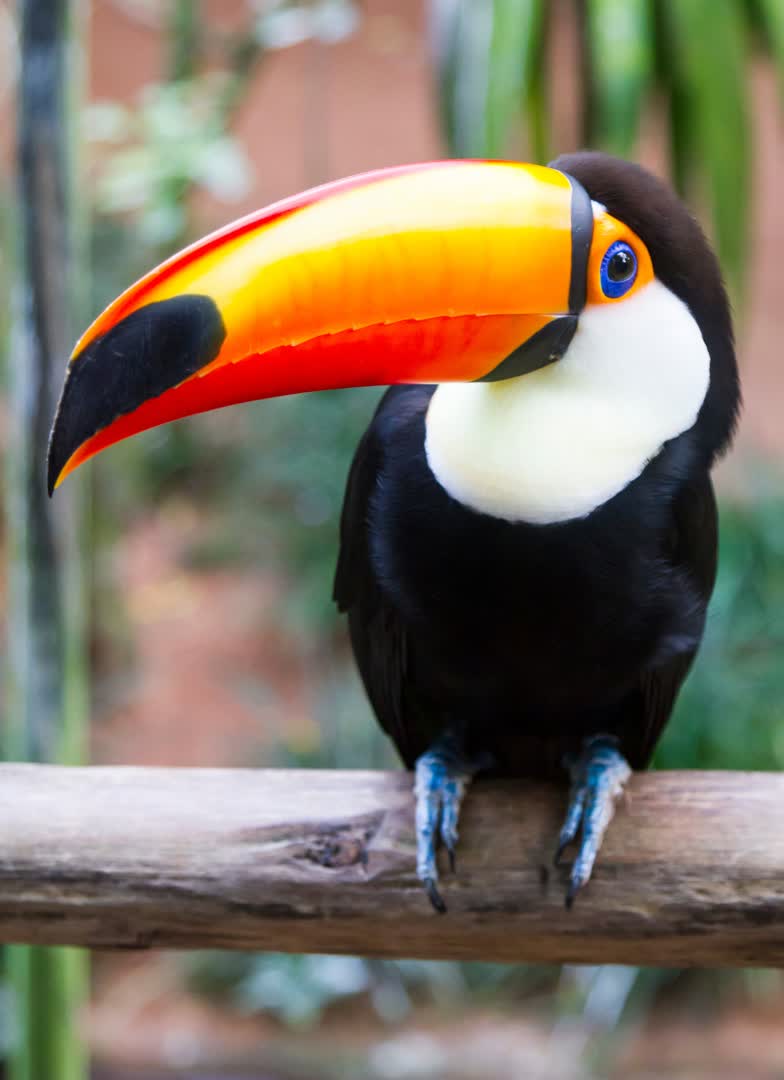 Toucan. JVO Voyage, votre agence de voyages en groupe par excellence, organise des excursions au Brésil.