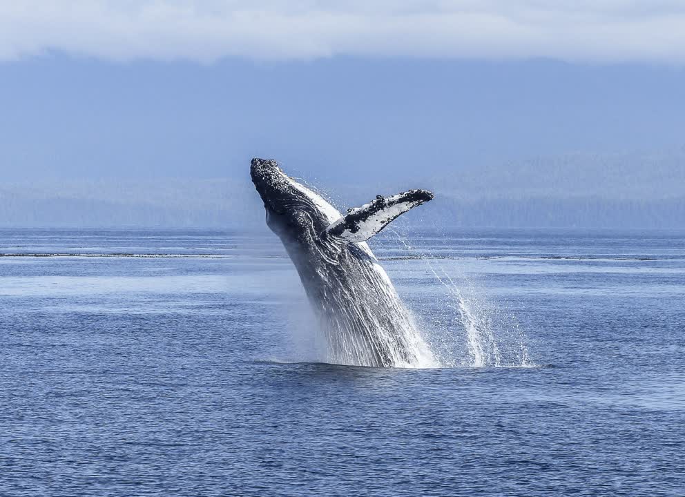 JVO Voyage, votre agence de voyages en groupe par excellence, organise des excursions au Canada. Baleine