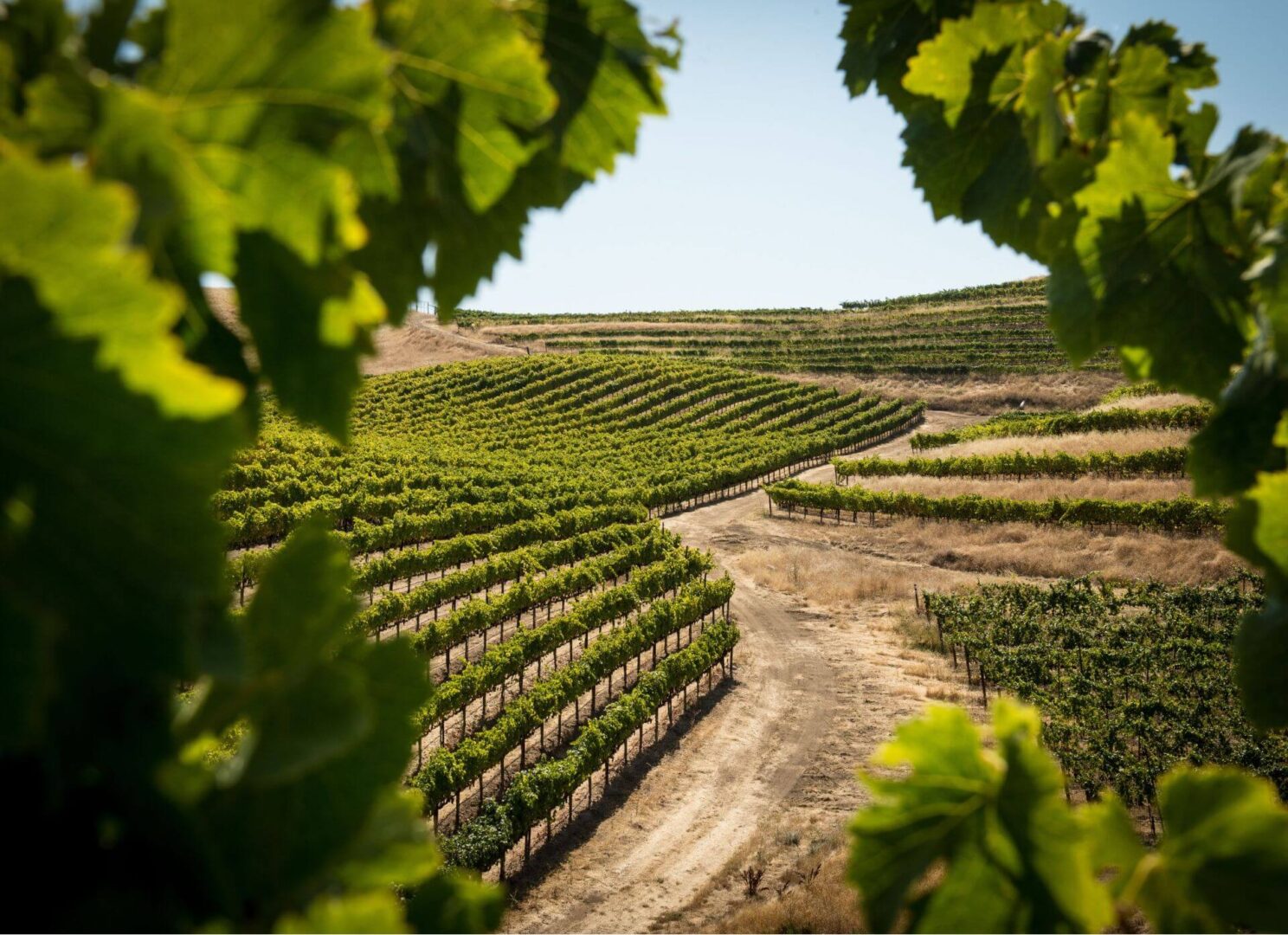 Au coeur de la Drôme Provençale. JVO Voyages votre agence de voyages en groupe par excellence, organise des excursions. Vignobles.