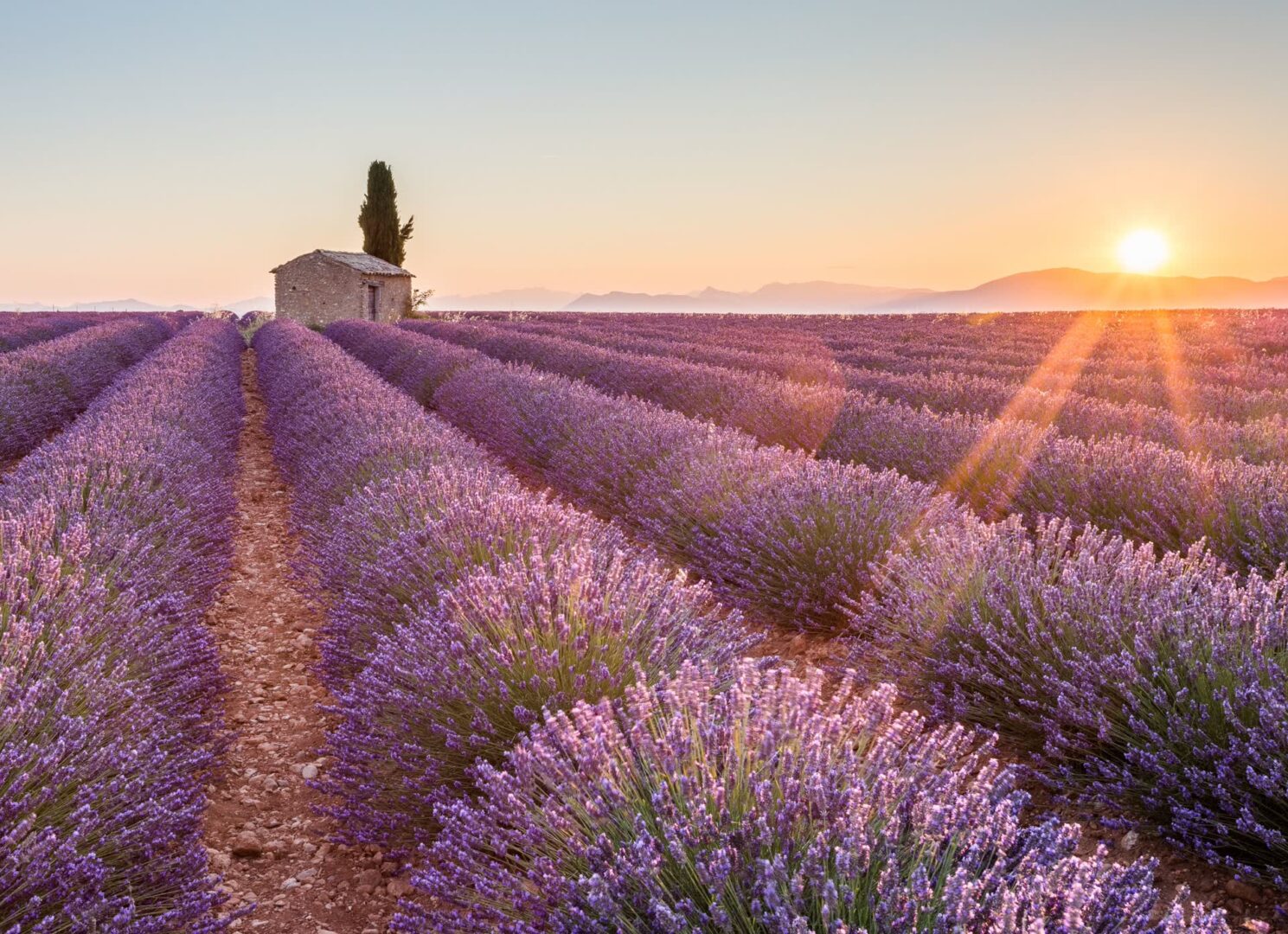 JVO Voyage, votre agence de voyages en groupe par excellence, organise des excursions en Auvergne-Rhône-Alpes. Champ de lavande