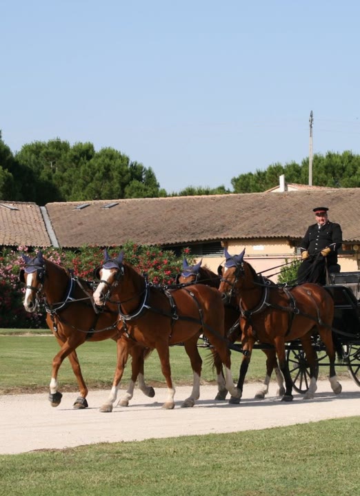JVO Voyage, votre agence de voyages en groupe par excellence, organise des excursions en Occitanie : chevaux de Camargue
