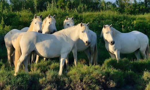 JVO Voyage, votre agence de voyages en groupe par excellence, organise des excursions dans le Gard. Chevaux Camarguais