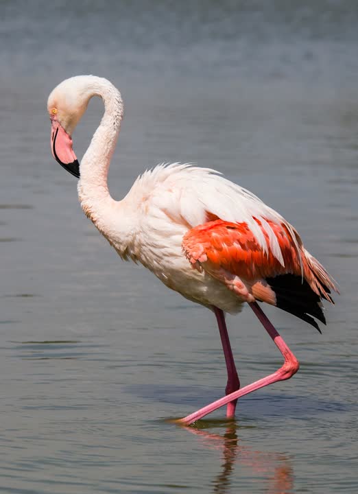 JVO Voyage, votre agence de voyages en groupe par excellence, organise des excursions en Occitanie : flamand rose