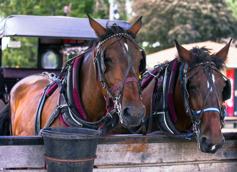 Chevaux de Camargue. JVO Voyage, votre agence de voyages en groupe par excellence, organise des excursions en Occitanie