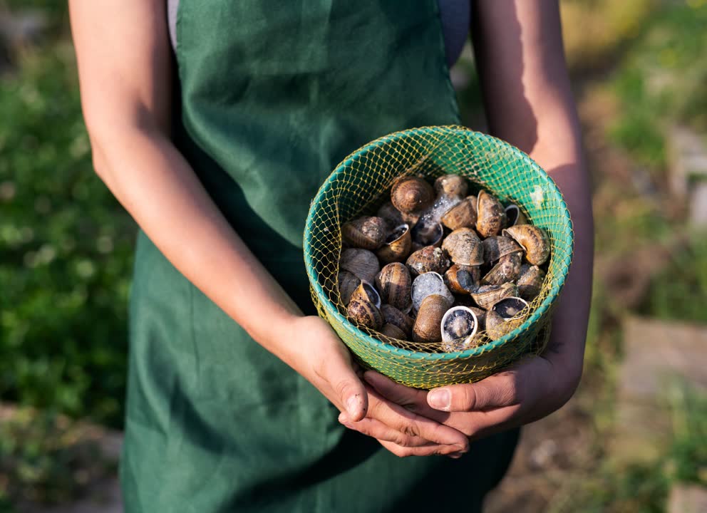 JVO Voyage, votre agence de voyages en groupe par excellence, organise des excursions en Occitanie : dégustation d'escargot dans le Gard