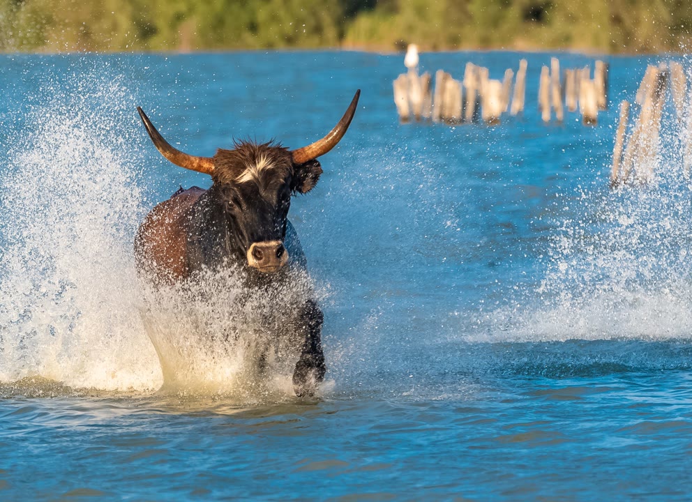 Taureau Camarguais. JVO Voyage, votre agence de voyages en groupe par excellence, organise des excursions dans le Gard.