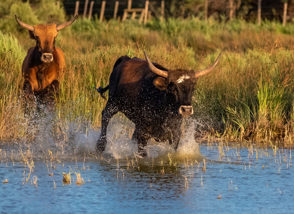 Excursion en Camargue proposé par JVO Voyage : élevage de taureau en Camargue