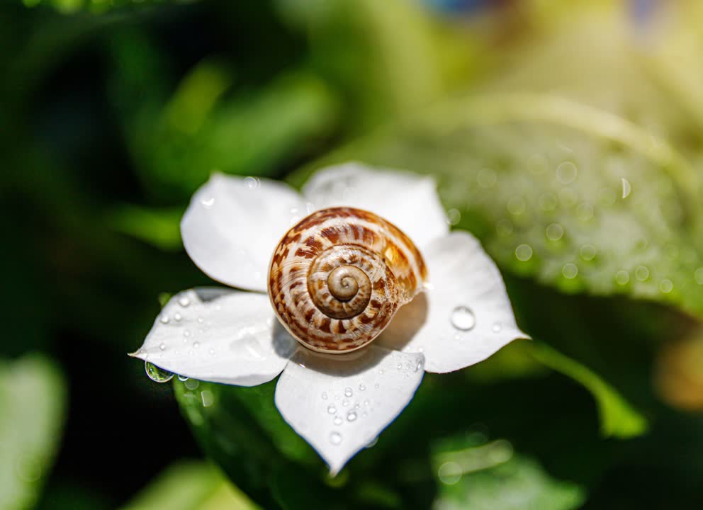 JVO Voyage, votre agence de voyages en groupe par excellence, organise des excursions en Occitanie : dégustation d'escargot dans le Gard