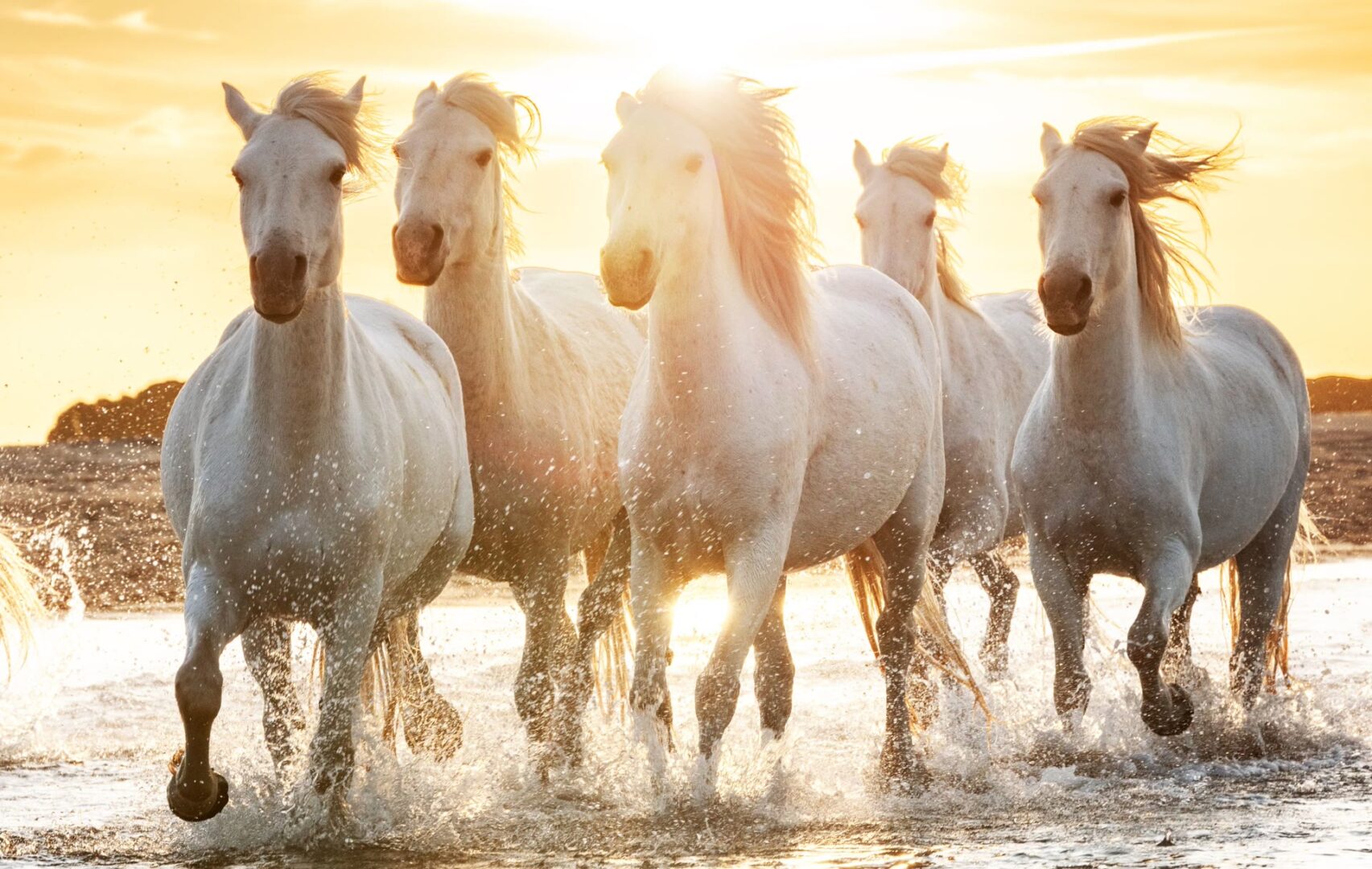 Taureau Camarguais. JVO Voyage, votre agence de voyages en groupe par excellence, organise des excursions dans le Gard.