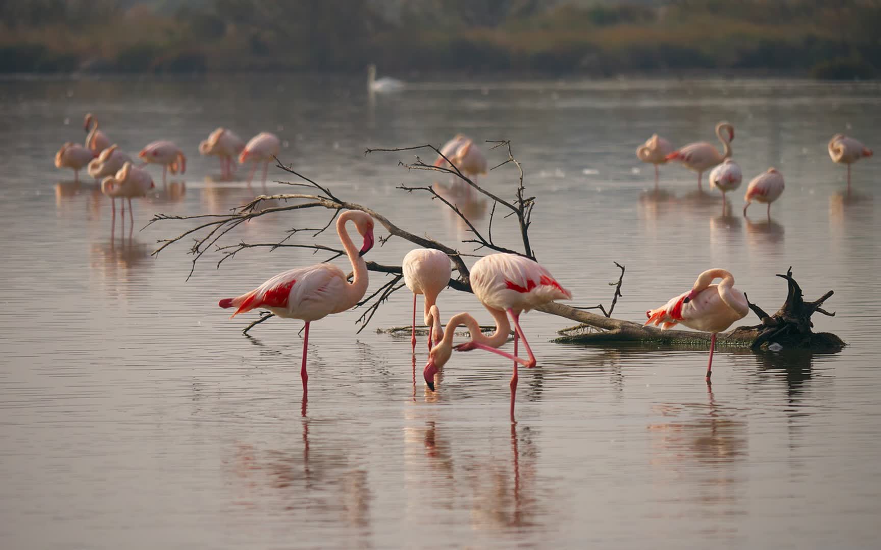 JVO Voyage, votre agence de voyages en groupe par excellence, organise des excursions en Provence-Alpes-Côte-d'Azur. Nature Camarguaise