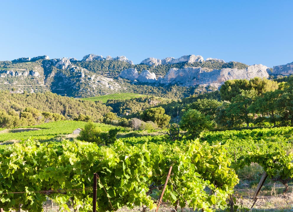 Excursion dans le Vaucluse proposé par JVO Voyage : visite du vignoble