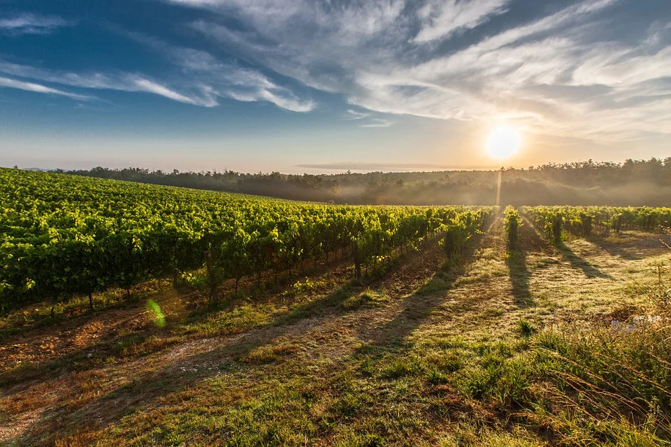 Vignes dans la Drôme. JVO Voyage, votre agence de voyages en groupe par excellence, organise des excursions en Auvergne-Rhône-Alpes.