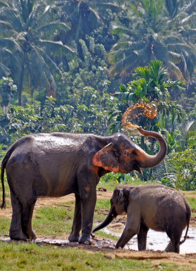 Sri Lanka - JVO Voyages-3