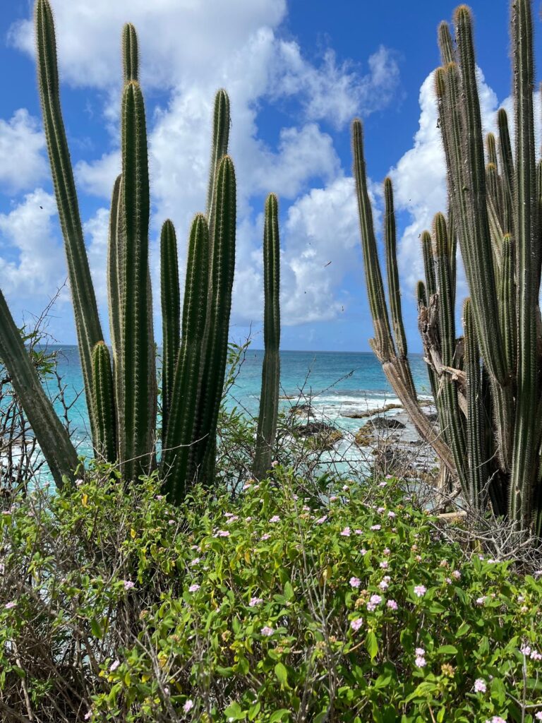 Martinique les salines12