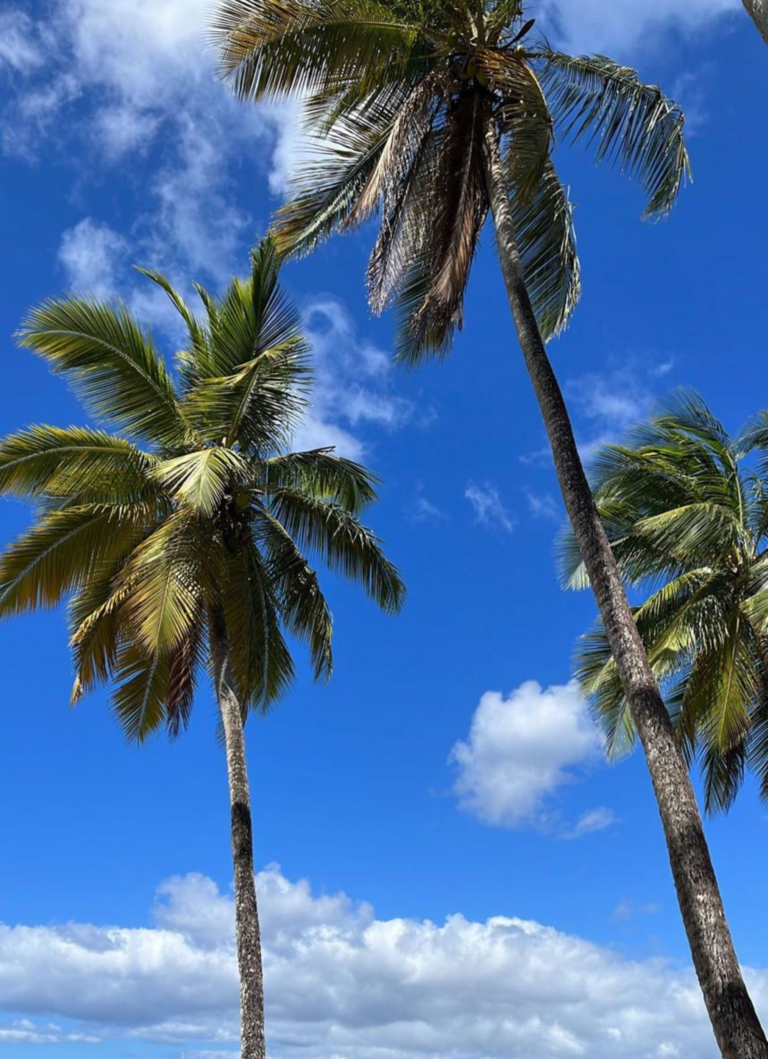 traditions et gastronomie journee jvo voyages