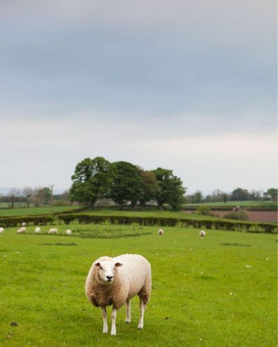 Irlande. JVO Voyages votre agence de voyages en groupe par excellence, organise des excursions. Prairie Irlandaise